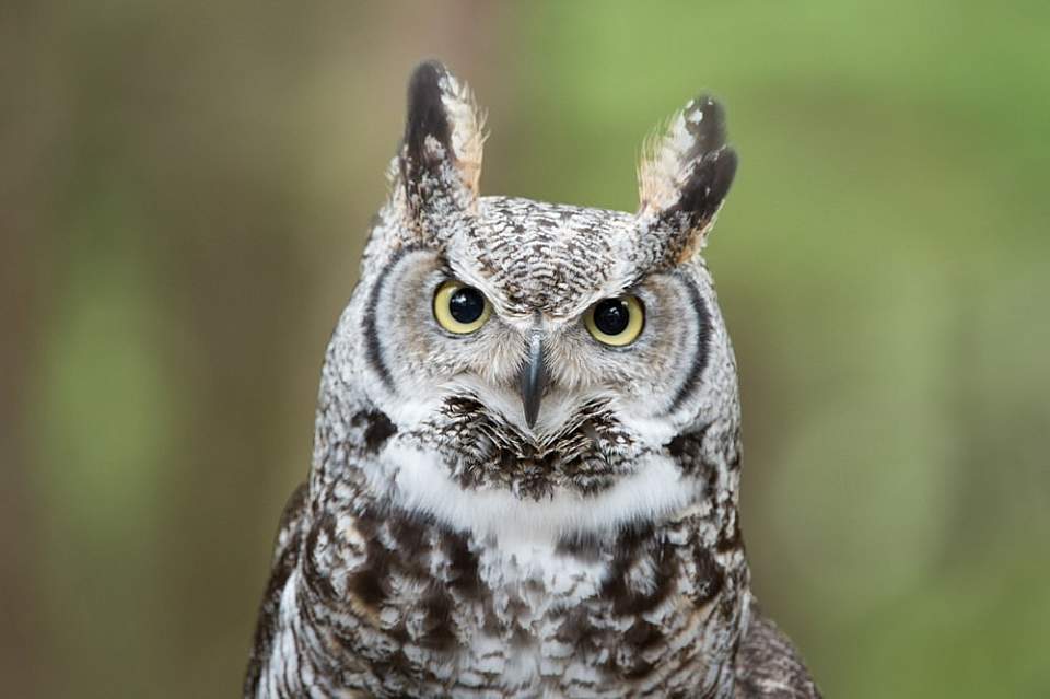 Sitka things to do see wildlife alaska raptor center Great Horned Owl Narwhal 2017