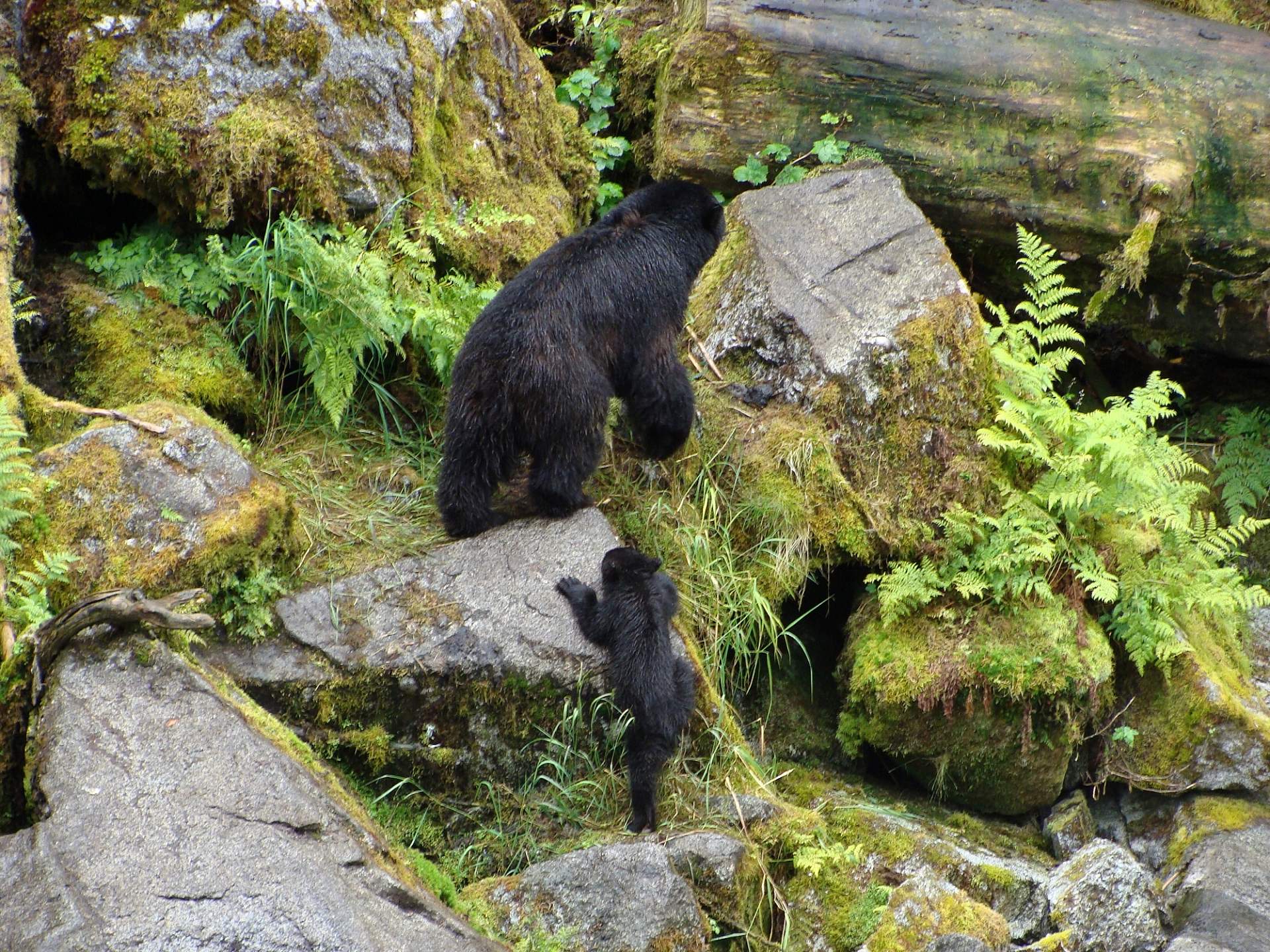 The Best Things to Do in the Tongass National Forest   ALASKA.ORG