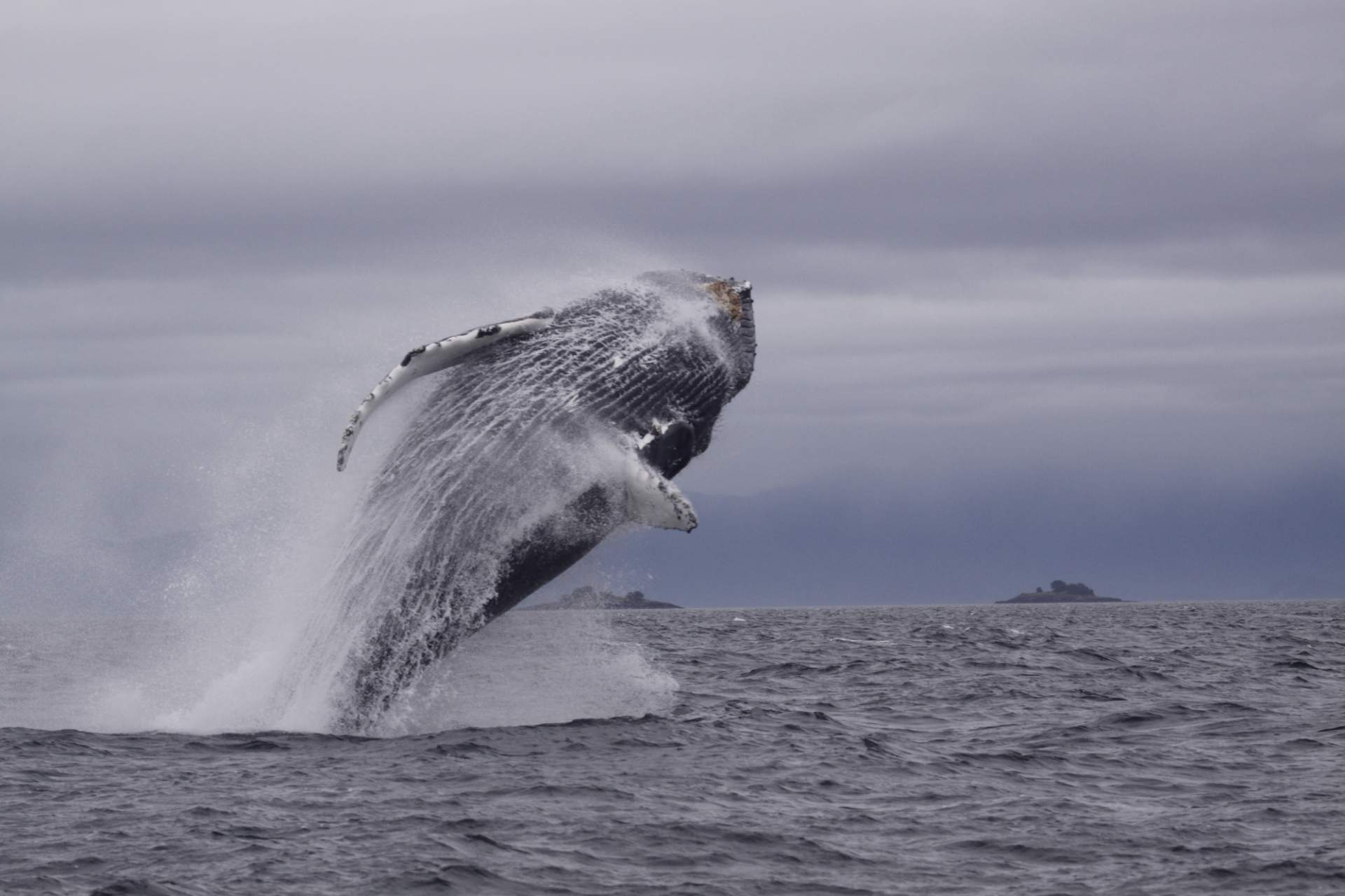 A humpback whale jumping out of the water