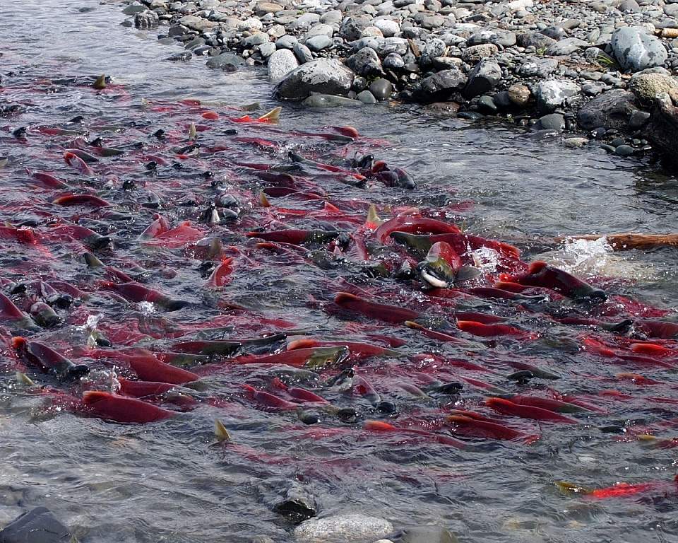 Salmon spawning in a river