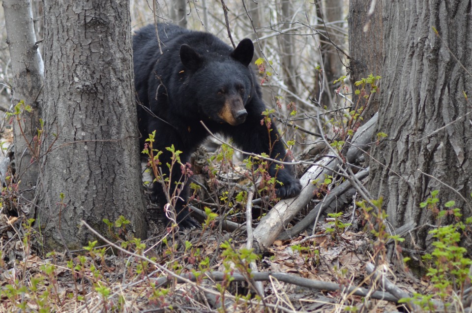 A black bear walking through the woods