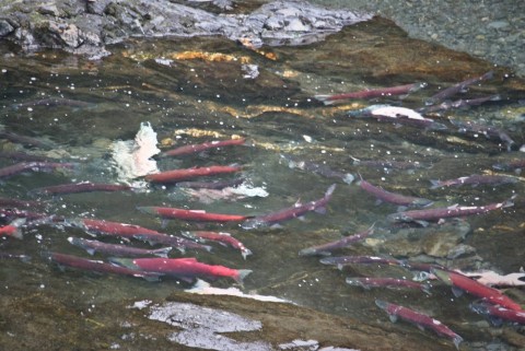 Salmon swimming in a river