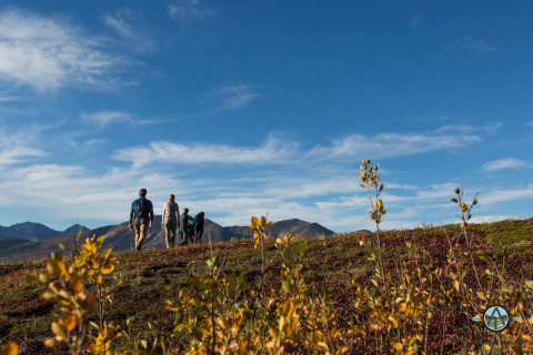 A group of people hike across the tundra in Denali National Park