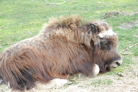 Visit the Alaska Wildlife Conservation Center to see wildlife up close