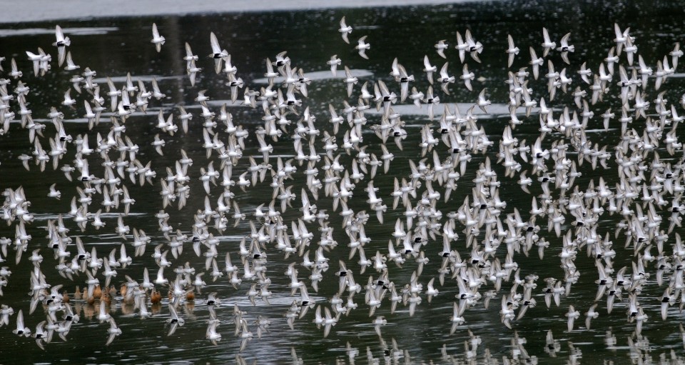 A large group of shorebirds take flight above the water.