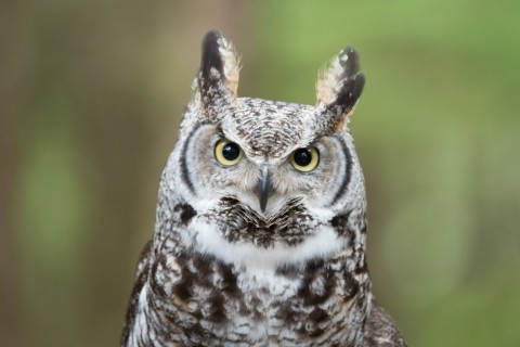 Sitka things to do see wildlife alaska raptor center Great Horned Owl Narwhal 2017