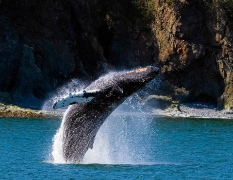 A humpback whale jumping out of the water