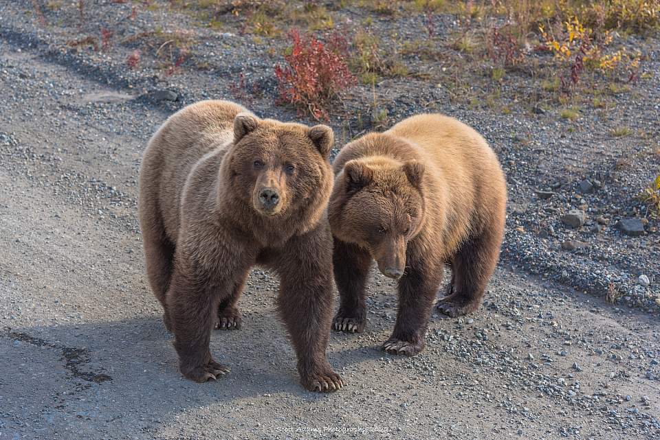 Grizzly Bears on the Denali Park Road