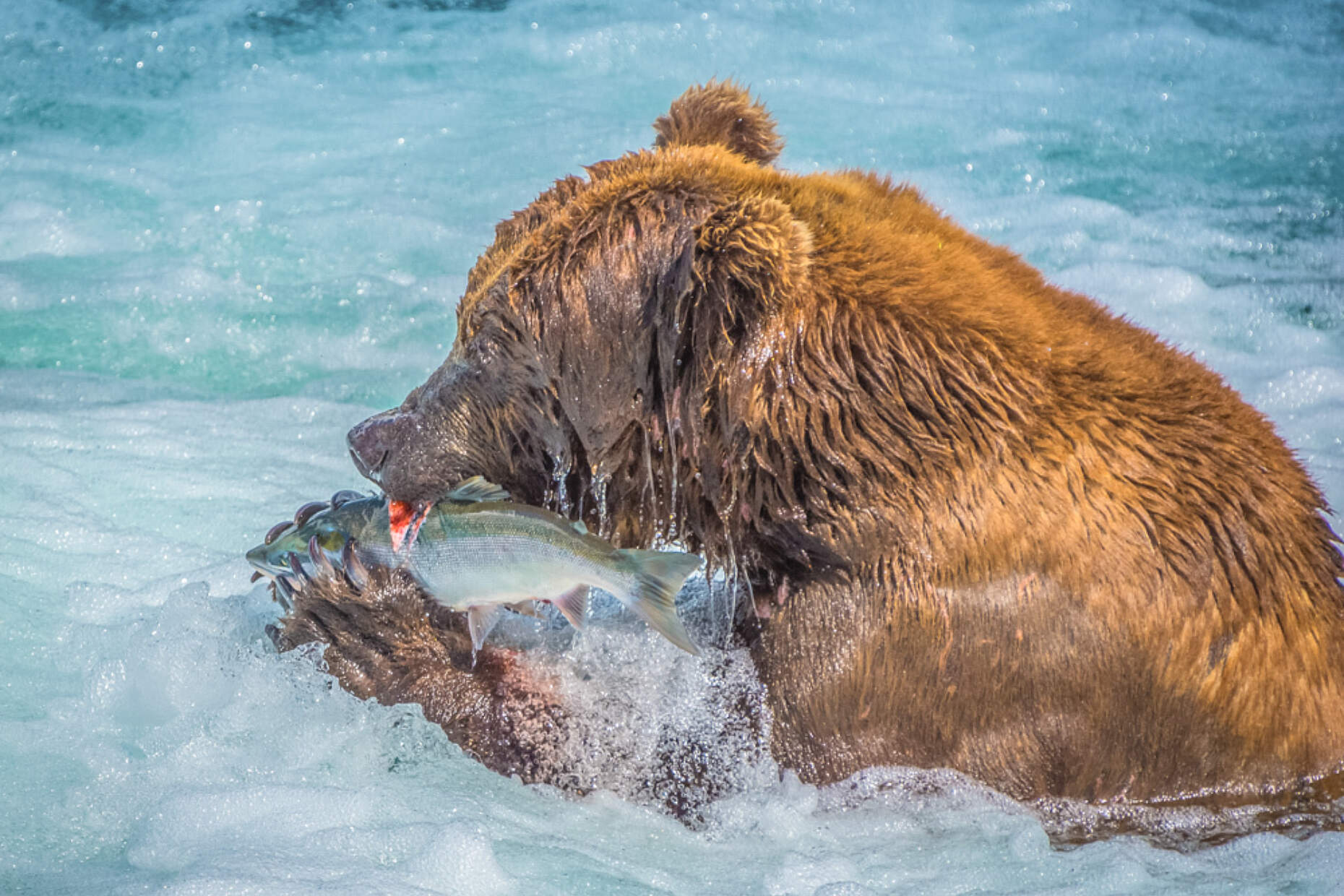 Bears fishing at Katmai National Park