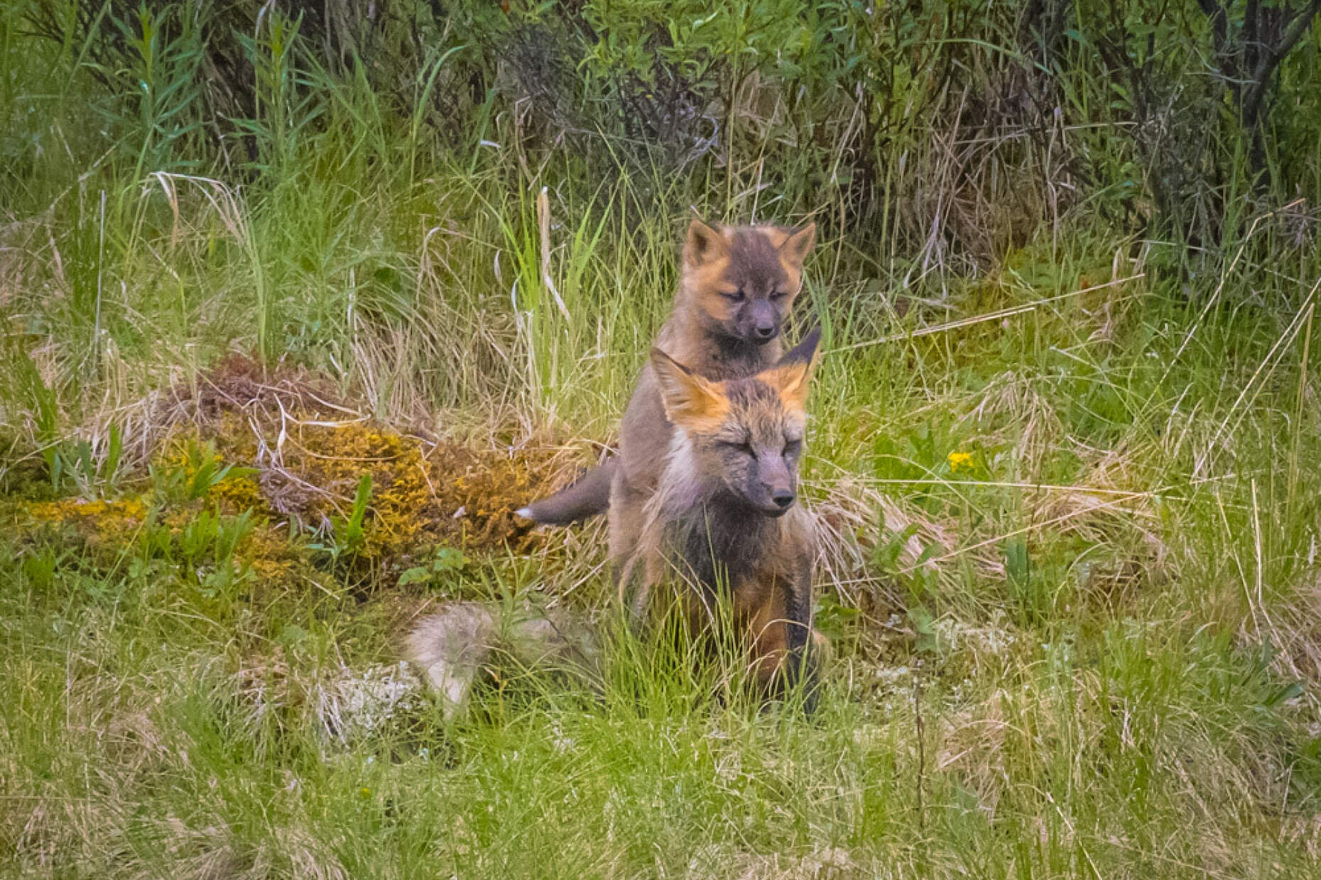 Fox near Denali Highway