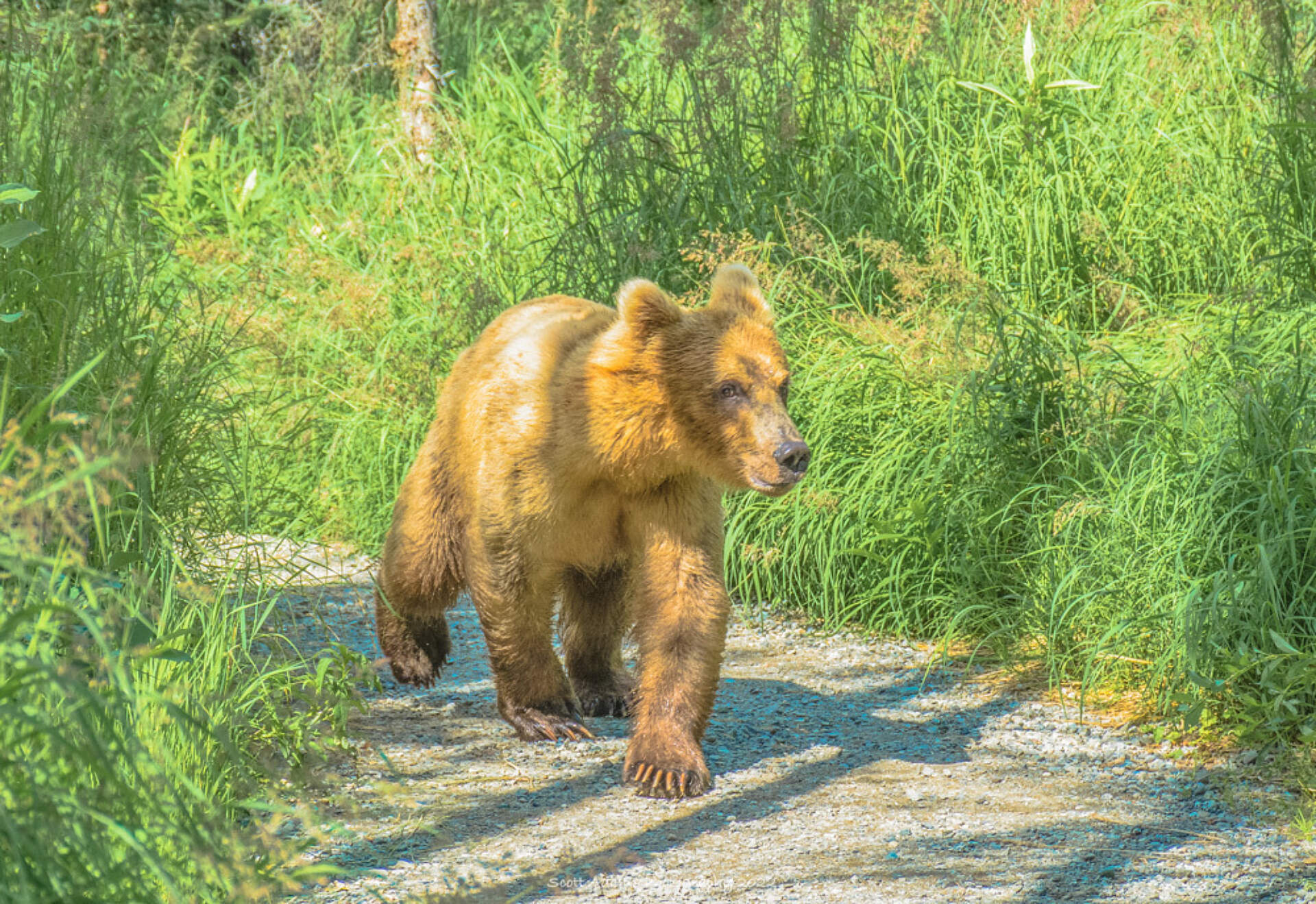 Juvenile Bear in Katmai National Park