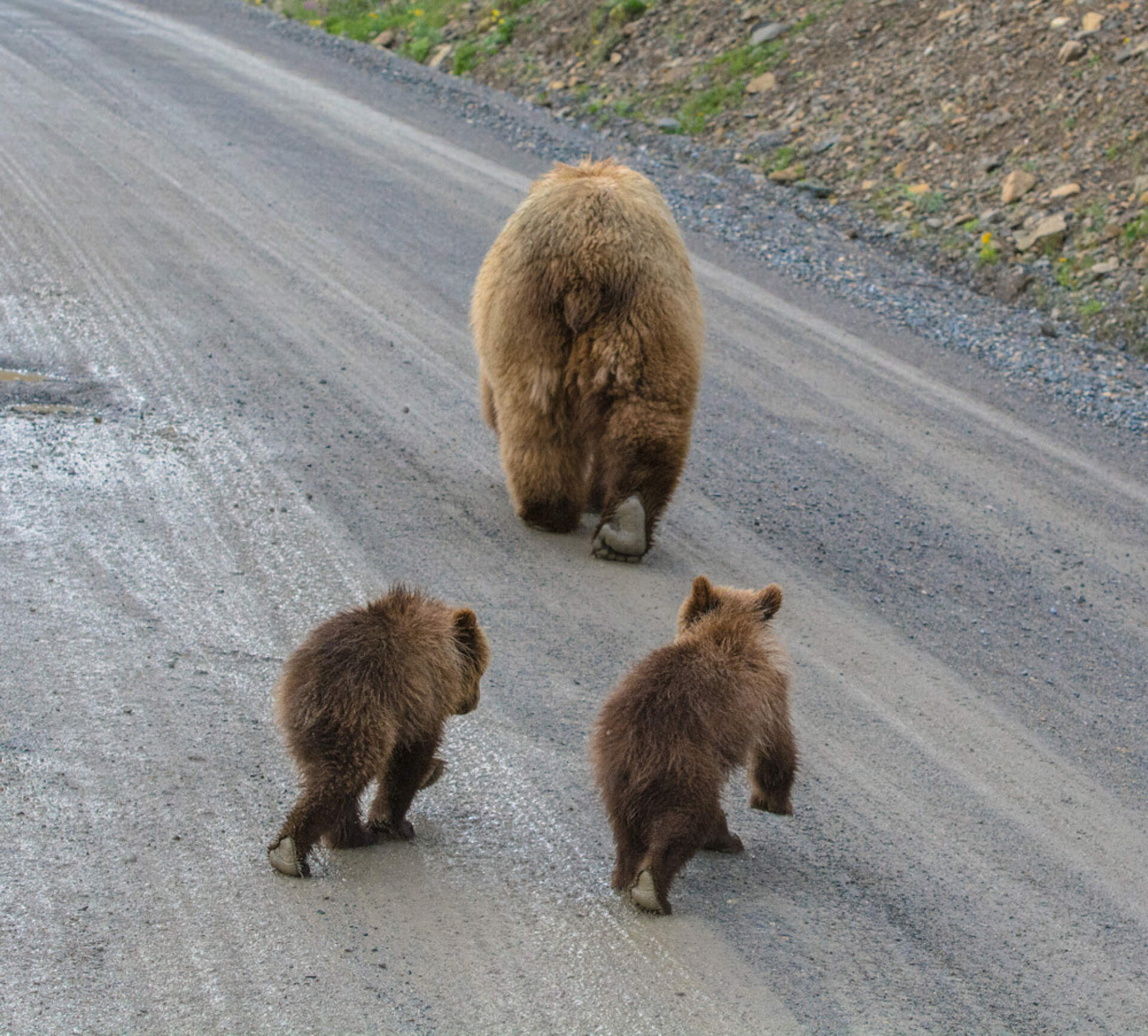 Denali National Park Bears