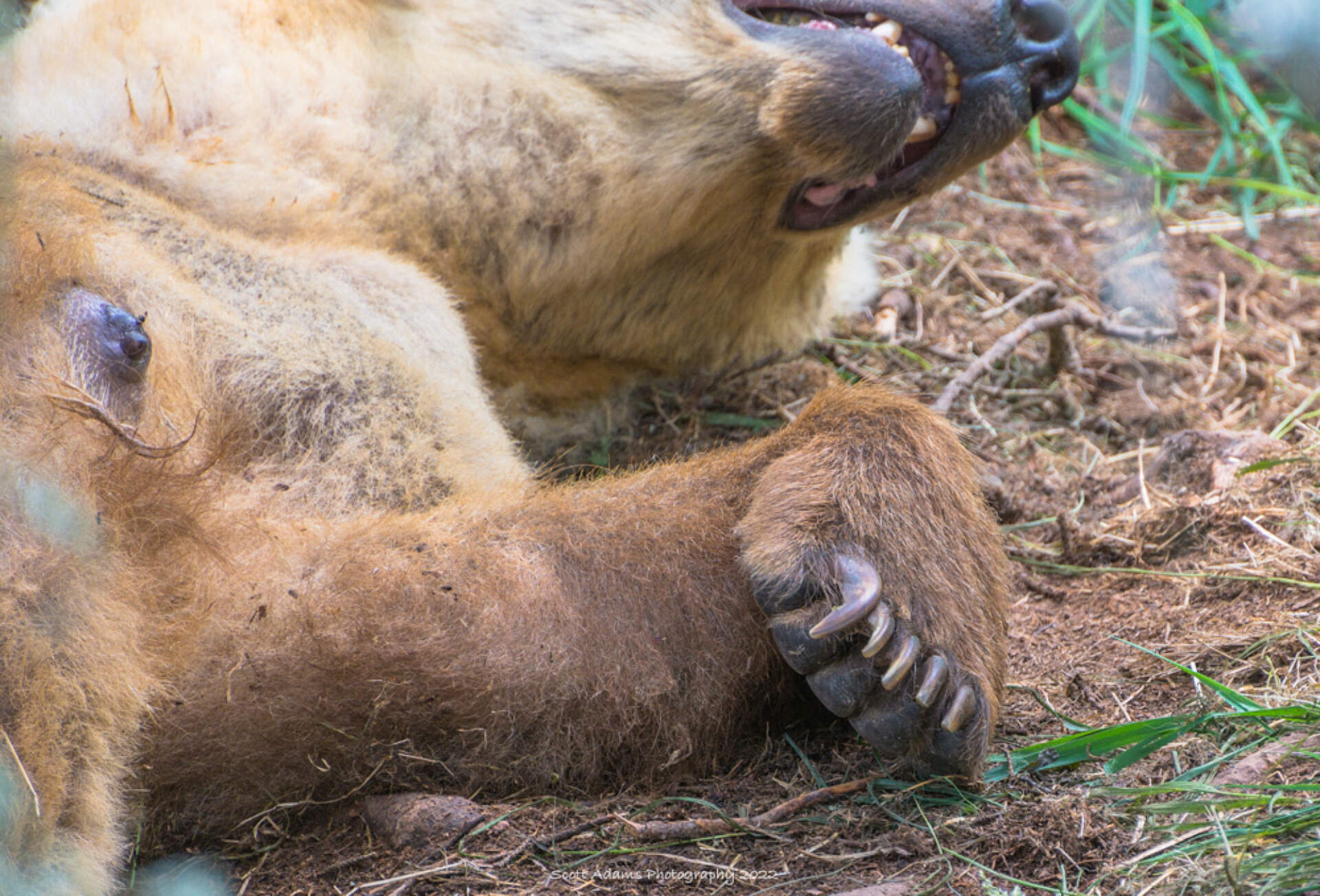 Mama Bear in Katmai National Park