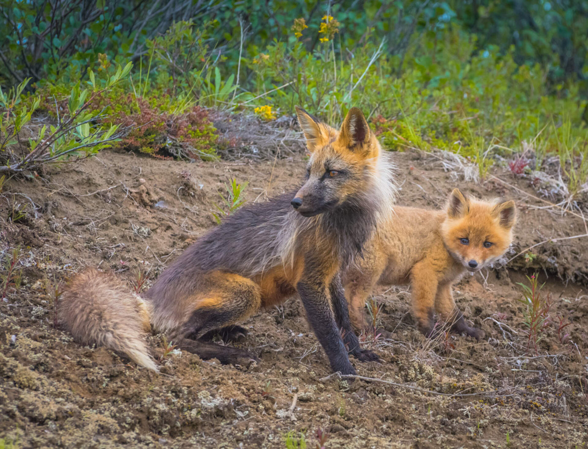 Fox with kit near Denali Highway