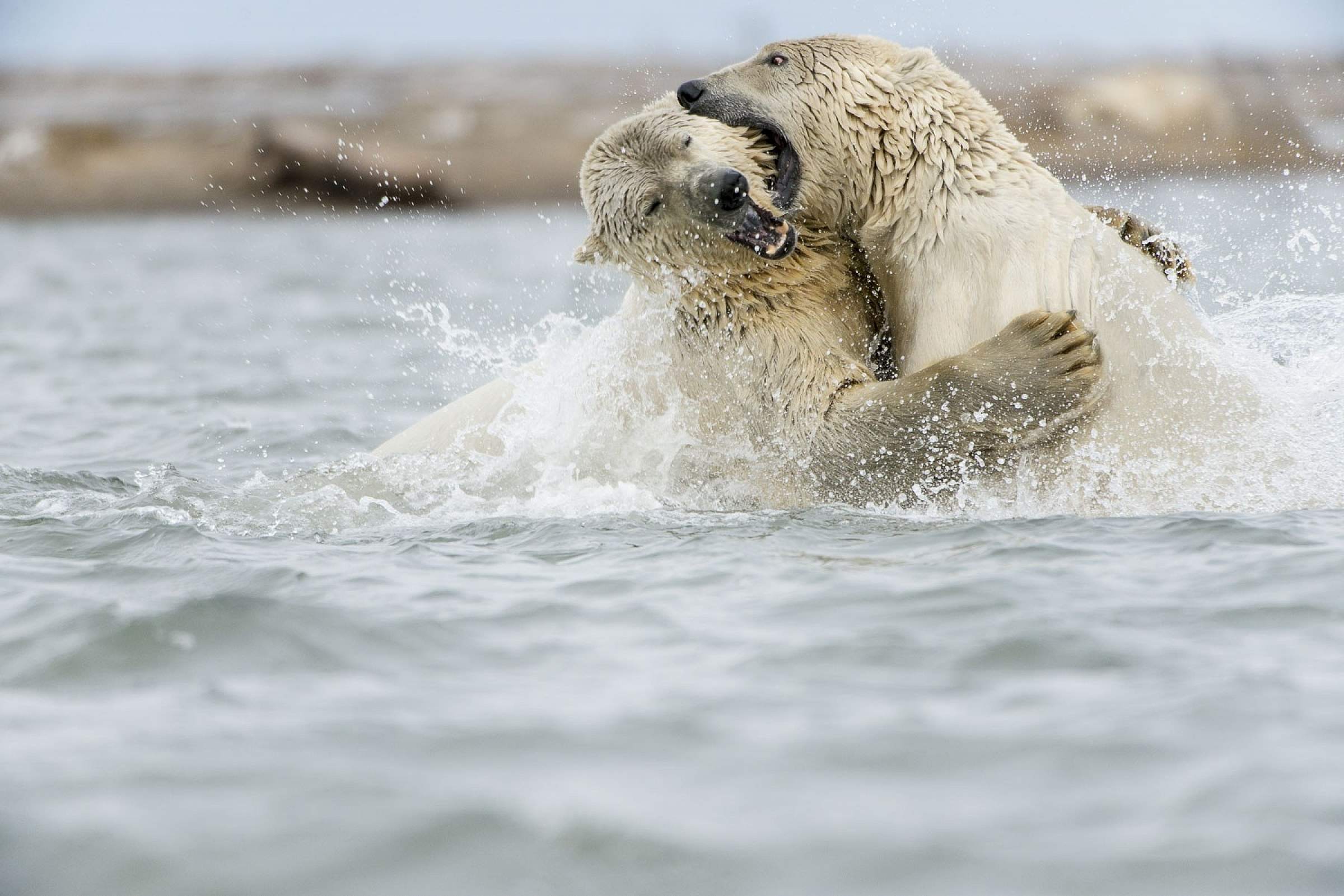 Carl Johnson polar bears Kaktovik Lagoon 0916 KAKT AK 2860