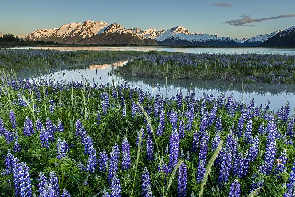 Carl Johnson blue lupine Twenty Mile River 0616 TURN AK 1063