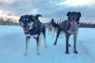 Alaskan Husky Adventures Liz Raines Failor Bowie and Hellhound