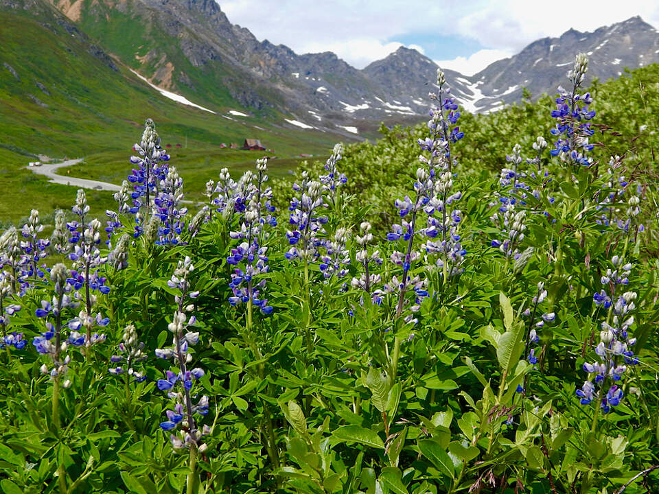 Lupine in bloom in Hatcher Pass with Hatcher Pass Cabins in the background