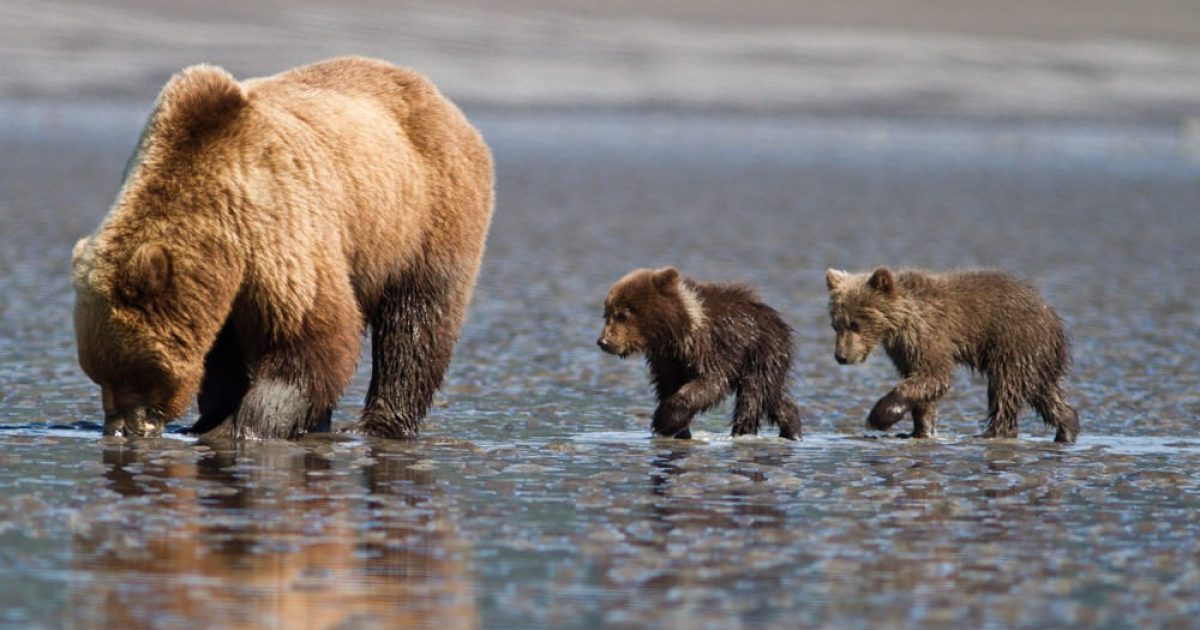 Alaska Grizzly Bear Tour