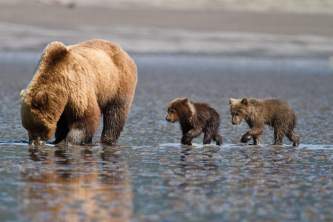 Anchorage bear viewing