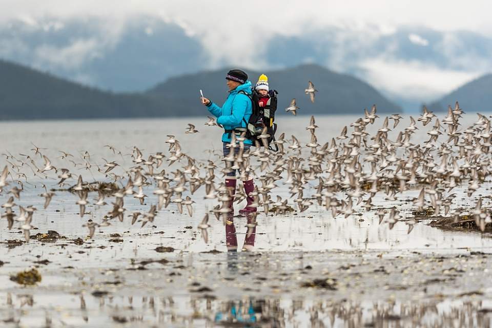 Shorebirds in Cordova