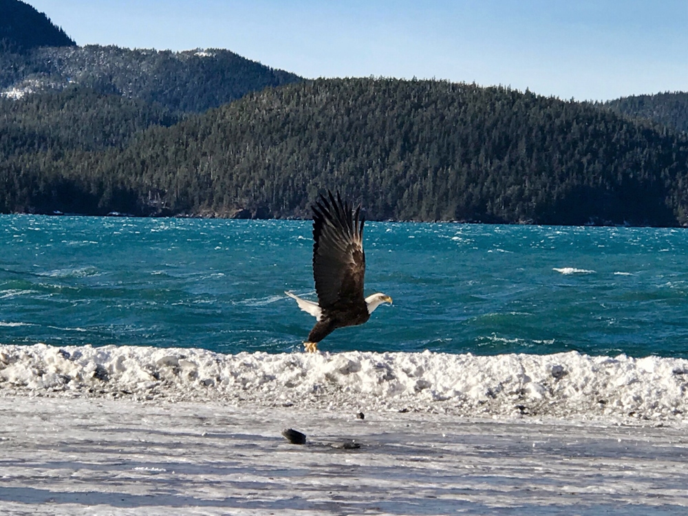 Bald eagle soaring the coastline in Cordova. Photo by Brooke Broderick