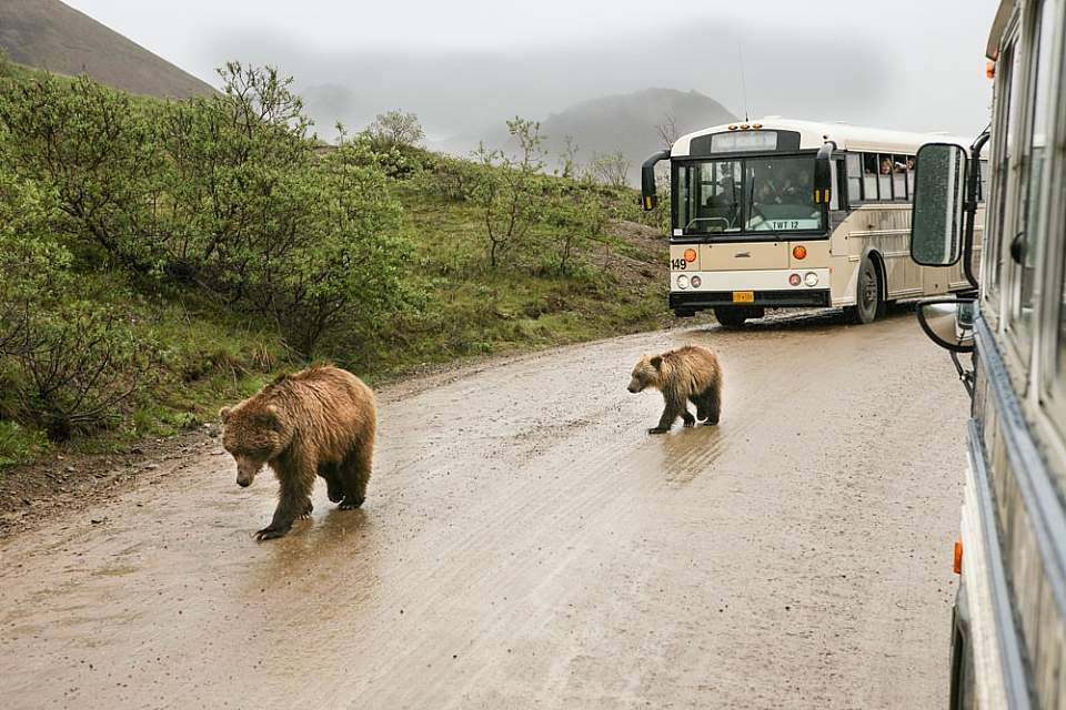 Denali Park Road Bear Crossing