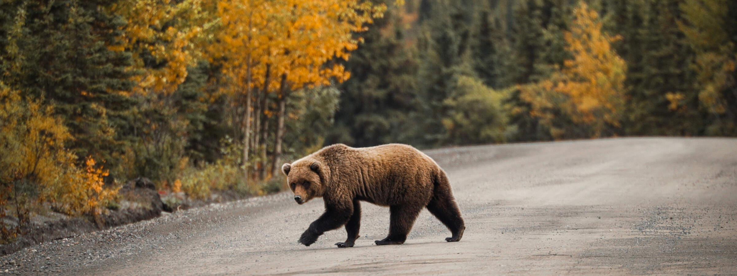 Grizzly bear crosses the Denali Park Road in the fall