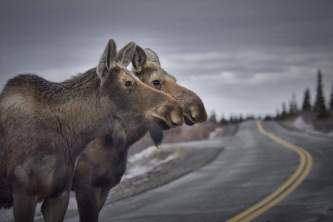 Denali state parkmoose denali park road jessica matthews Jessica Matthews