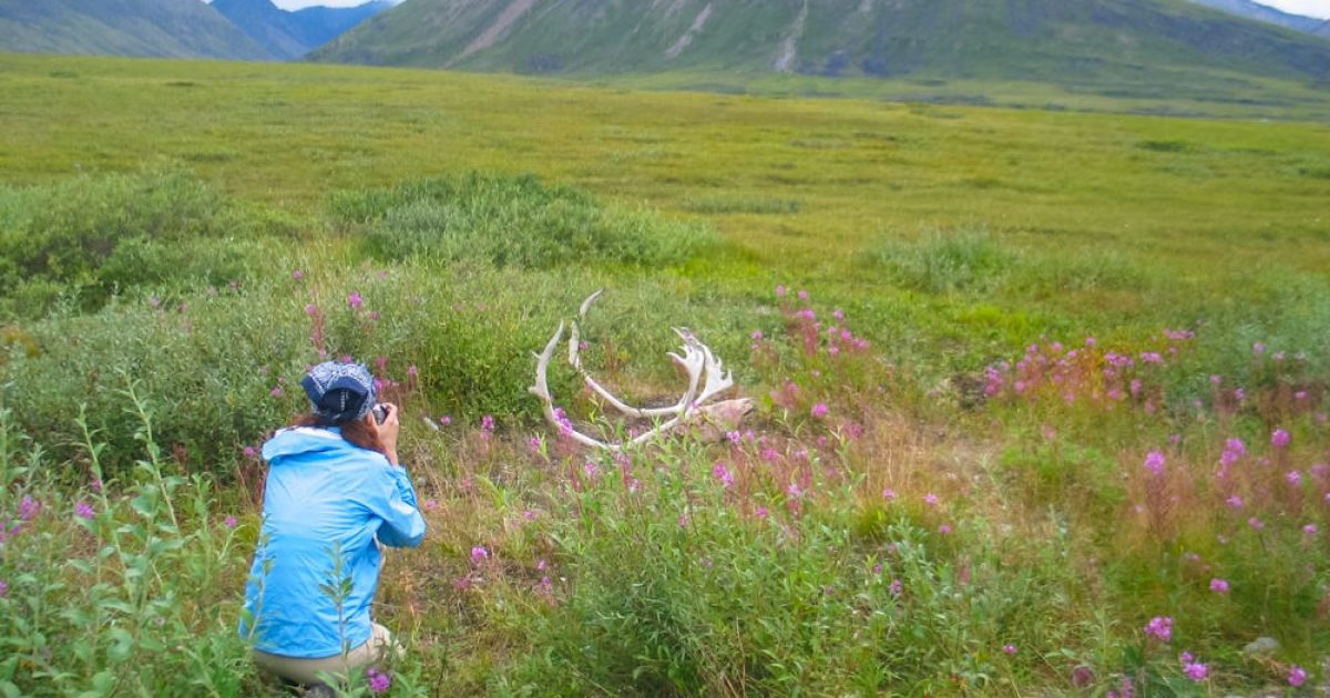 Fairbanks Arctic Tours Fly Or Drive Above The Arctic Alaska Org