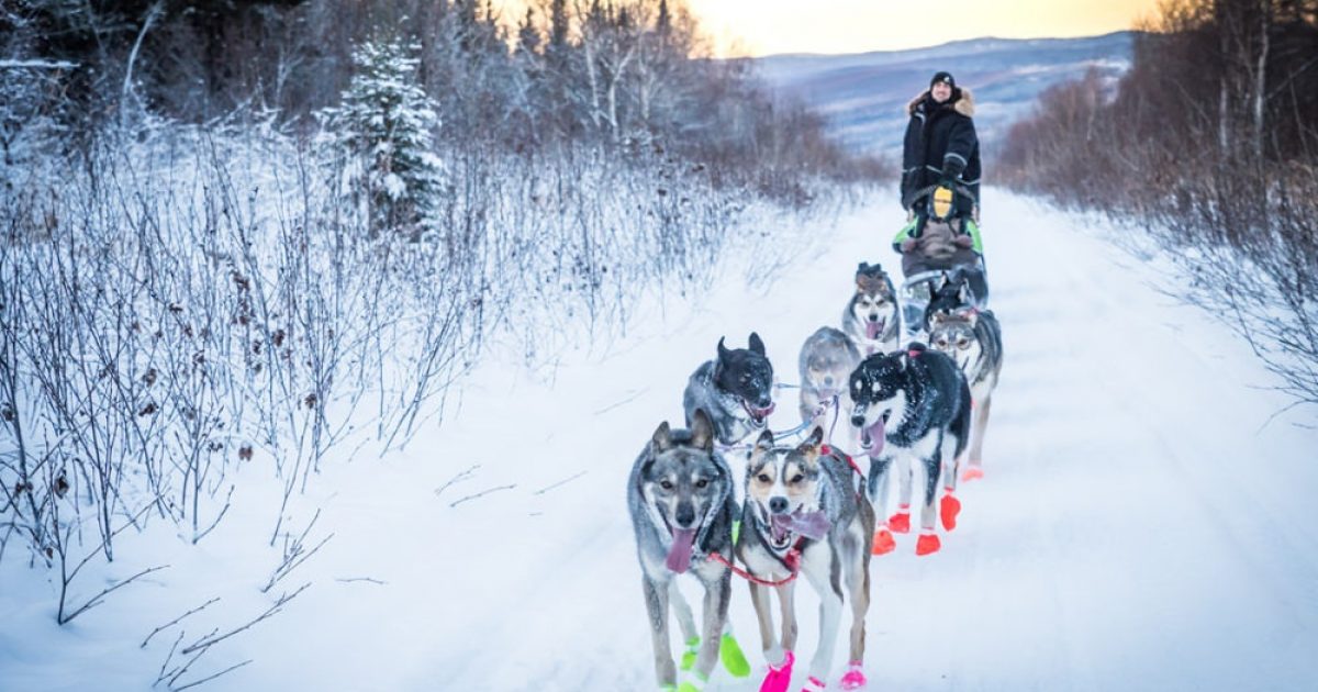 Fairbanks Winter Activities Dog Sledding, Northern…