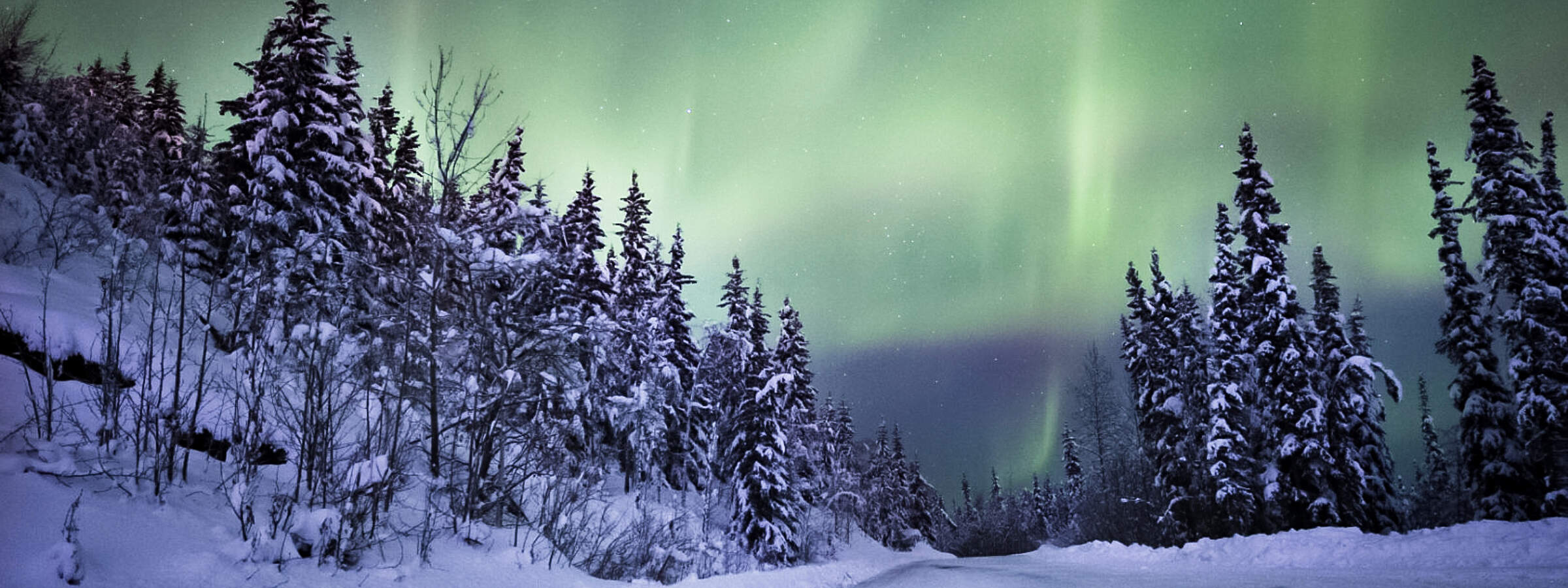 Green northern lights dance over a snow-covered road lined with snow-covered spruce trees