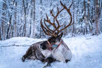 Fairbanks wildlife parks