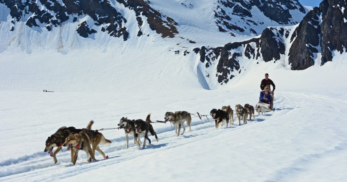 Girdwood Dog Sledding Tours Mush Dogs On A Glacier