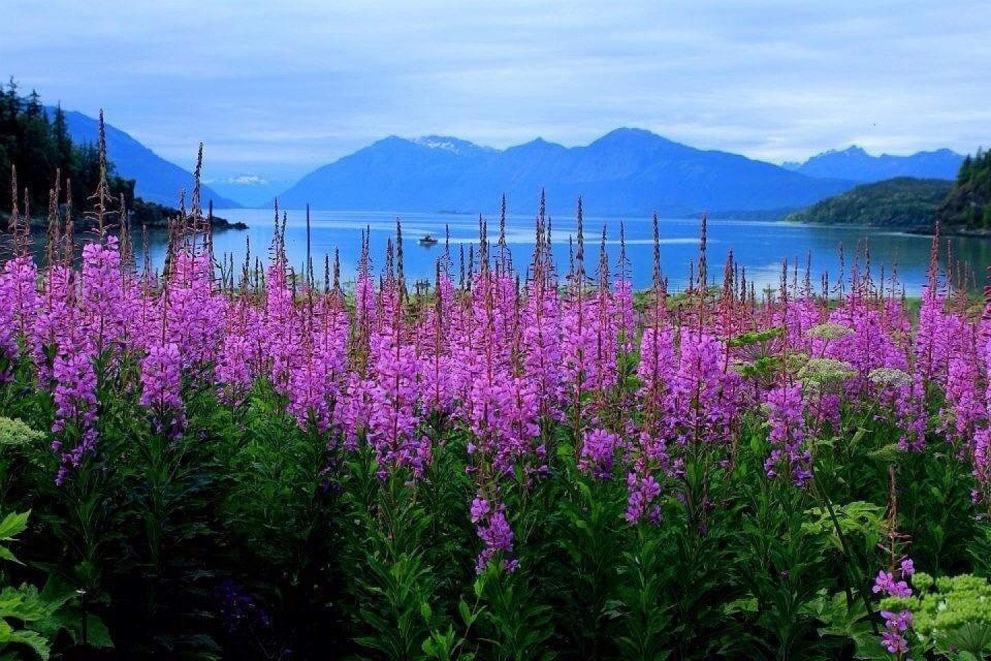 Haines fireweed Chilkat State Park