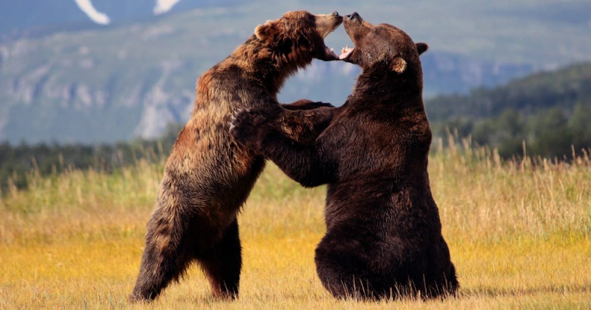 Homer Bear Viewing Lodges Best Places To Stay