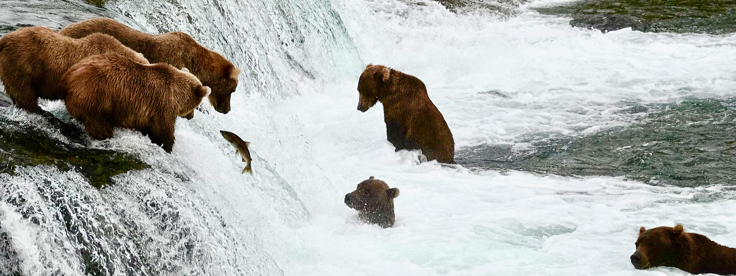 Bears fish for salmon at Brooks Falls, a short plane ride from Homer, Alaska