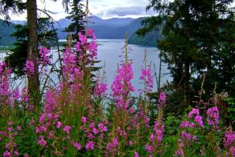Homer otter cove jeannie audet Homer