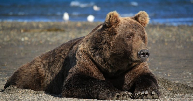 Bear Viewing - Kodiak Raspberry Island Remote Lodge