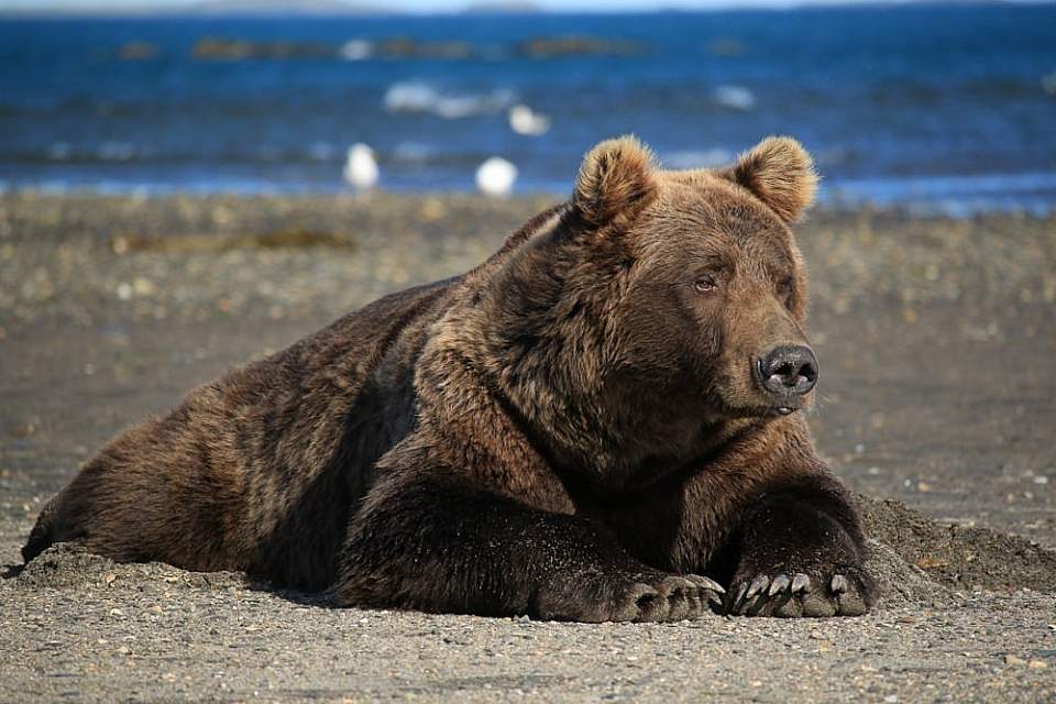 Experience the opportunity of a lifetime as you witness the Alaska Coastal Brown Bear in its natural environment