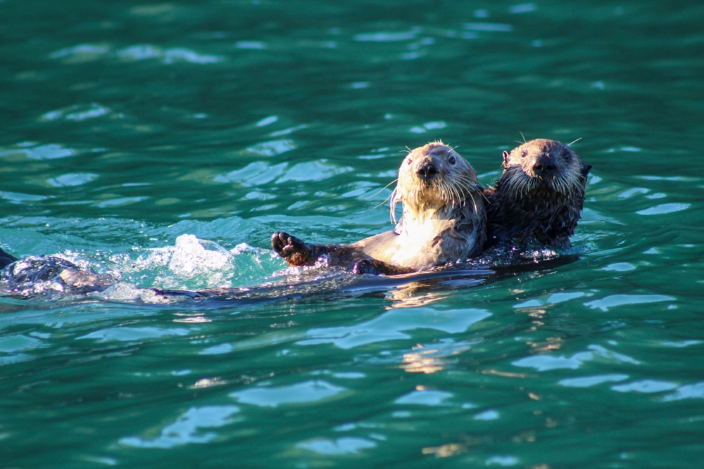 Floating Sea otters in Halibut Cove. Photo by Erich Von Matt