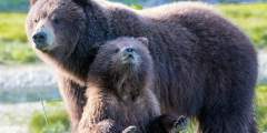 Juneau bear viewing tours bobkamino