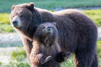 Juneau bear viewing tours bobkamino