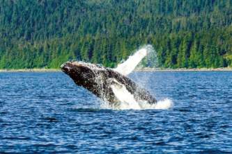 Juneau whale watching tours Alaska Travel Adventures