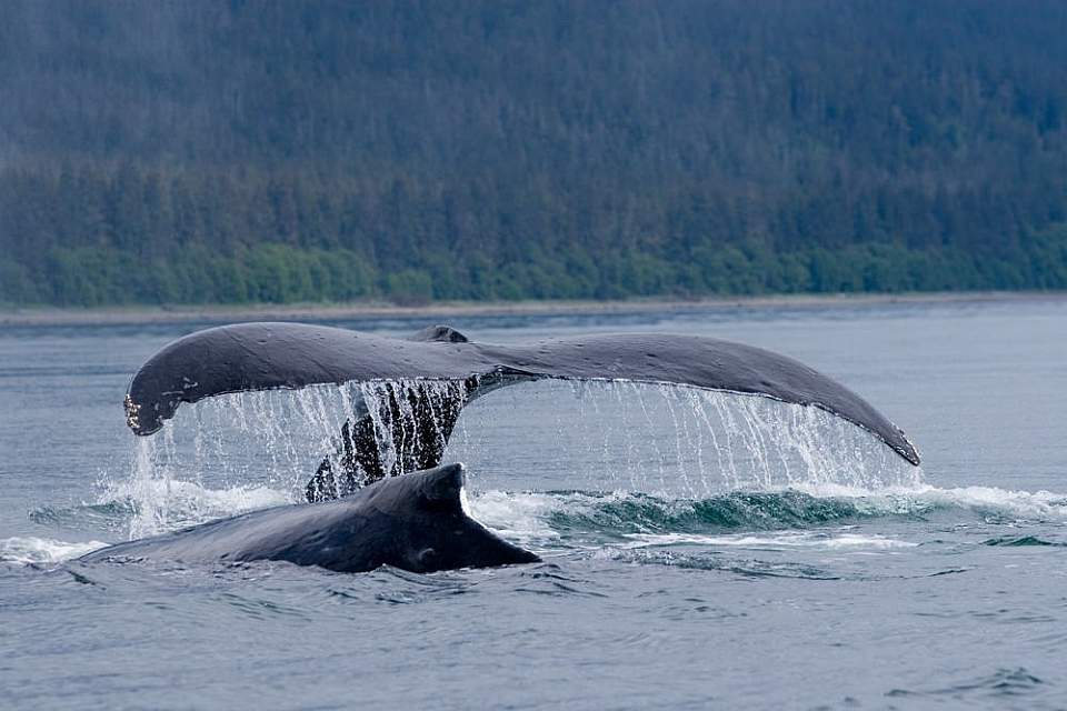 Keep an eye out for whales in the Gastineau Channel while visiting Alaska's capital