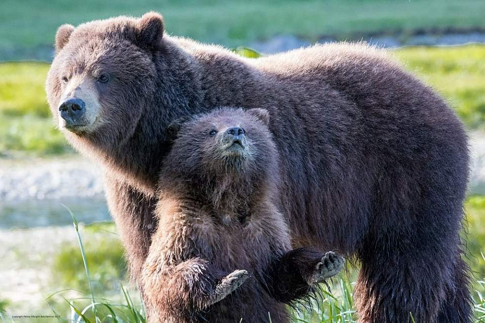 Mother and cub brown bear near Juneau, Alaska