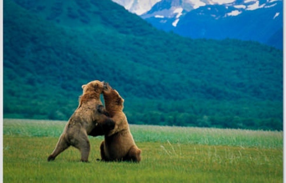 One of the oldest – and most beloved – bears at Katmai National Park  finally returns to Brooks Falls - Alaska Public Media