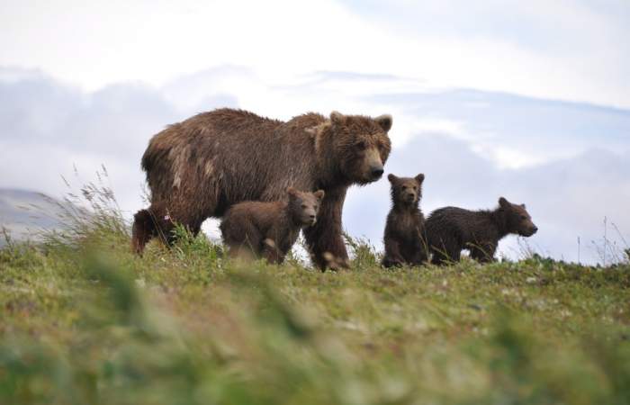 Katmai bear viewing lodges Katmai Nationl Park Bears 2 Jill Rife