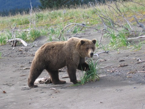 See bears in their natural habitat