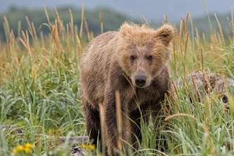 Kenai Peninsula Bear Viewing Tours